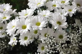 &quot;Flower Delivery Waco Texas